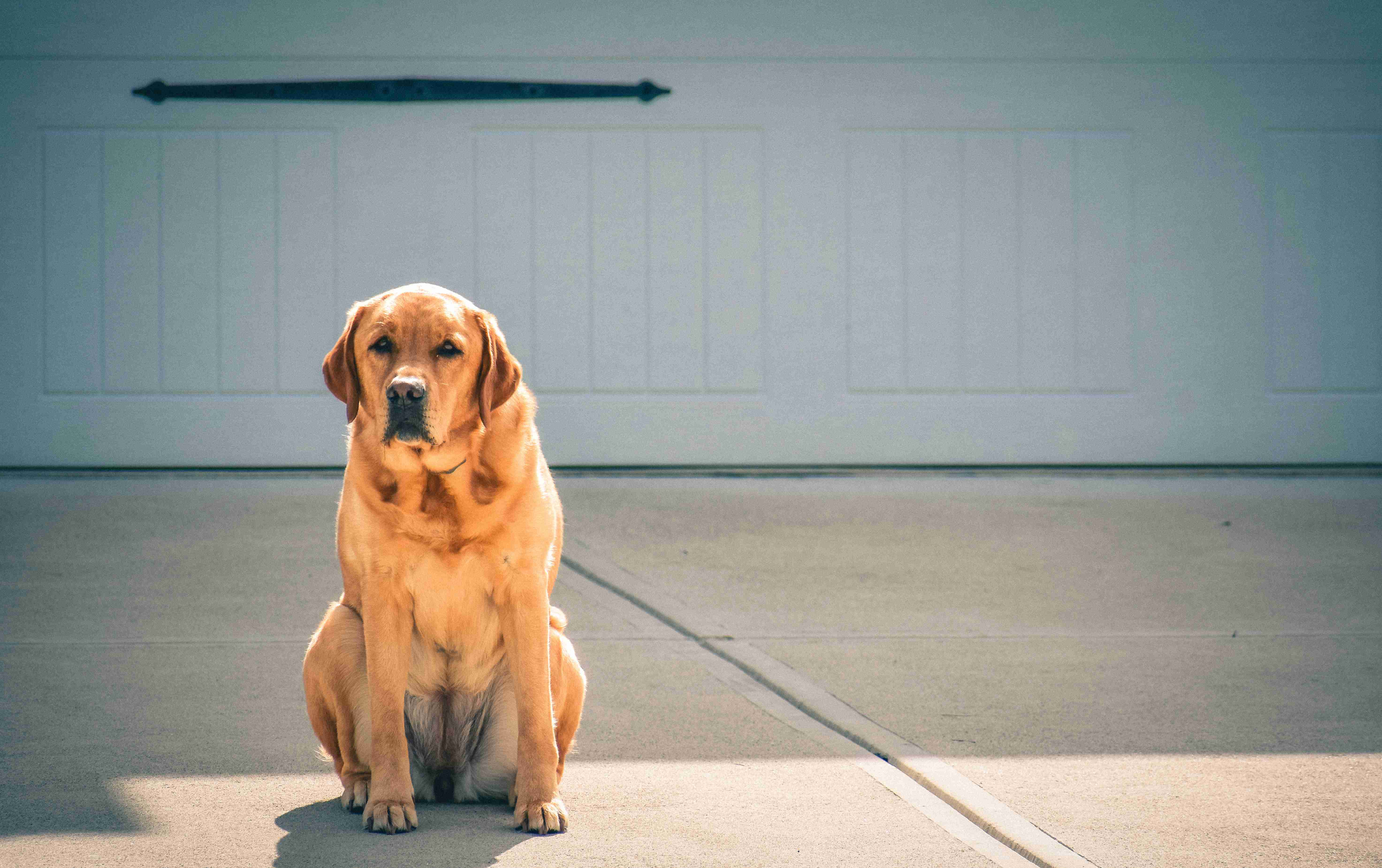 Top Signs Your Labrador Retriever is Not Digesting Food Well: What to Look Out For